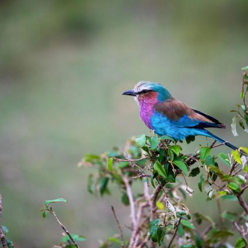 9-Day Kenya Birding & Photography Safari