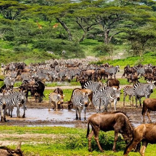 18 Days / 17 Nights Kenya & Tanzania Grand Safari
