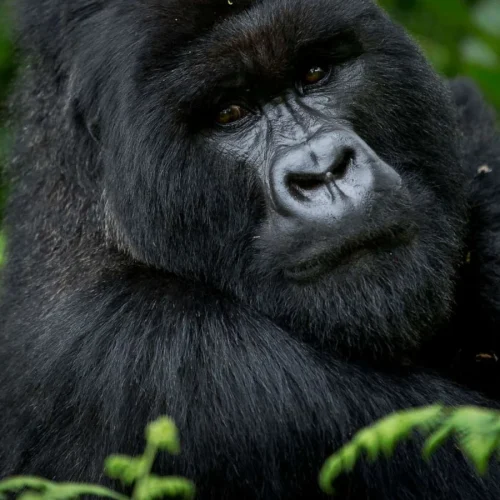 KENYA + RWANDA · 10 DAYS