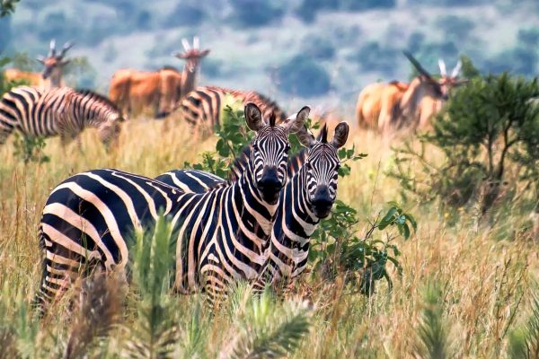 she-wonder-destinations-Rwanda-image01