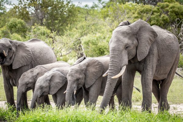 she-wonder-destinations-South Africa-image01
