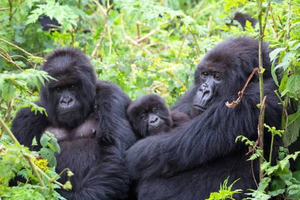 she-wonder-destinations-Uganda-image01