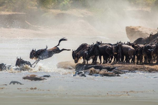 she-wonder-experinces-safari-experinces-image01